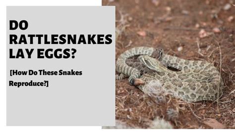 Do Rattlesnakes Lay Eggs How Do These Snakes Reproduce