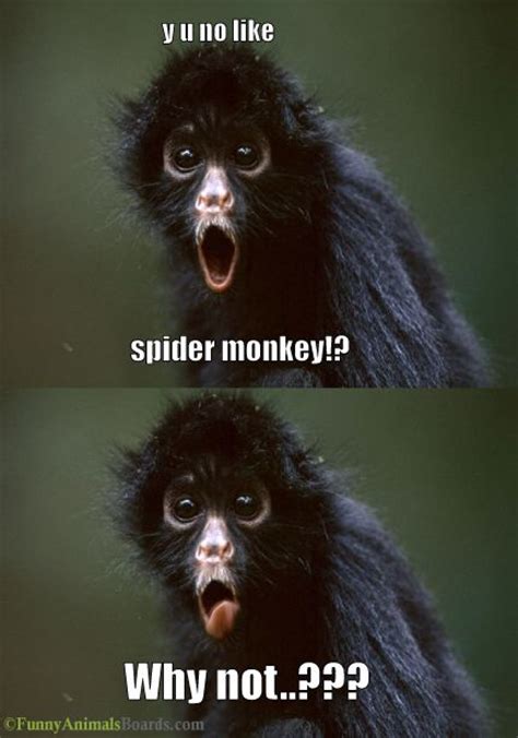 Spider Monkey The Best Things In Life Are Funny