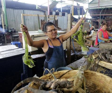 And the iguana tails were connected from above, playing the role of a roof. Let Them Eat Lizard: Nicaragua Suggests Eating Iguanas As ...