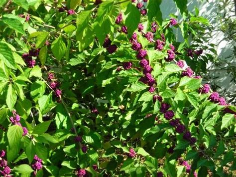 Slow growing but not as slow as the green variety. Beauty berry: awesome bird food, full sun to full shade ...