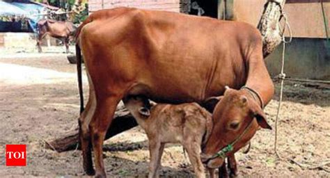Amul Set To ‘sex Out Bulls To Produce More Cows India News Times