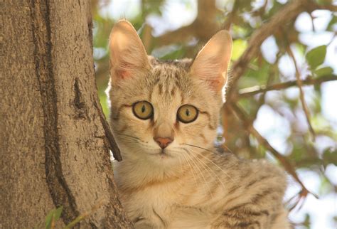 Secrets Of The Worlds 38 Species Of Wild Cats National Geographic Blog