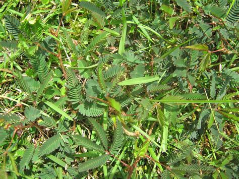 These aggressive plants choke out the garden plants you've worked so hard to grow. Garden Guy Hawaii: Invader in the Lawn