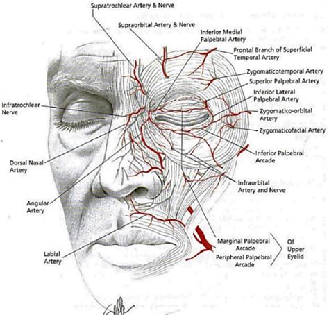 517 Paramedian Forehead Flap Nasal Reconstruction Surgical Technique