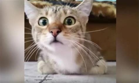 Video Cute Kitten Gets Scared While Watching Horror Movie