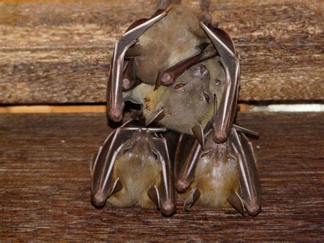 Lesser Short Nosed Fruit Bat Cynopterus Brachyotis Display Full Image