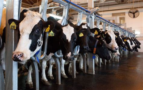 Dairy Factory Farming