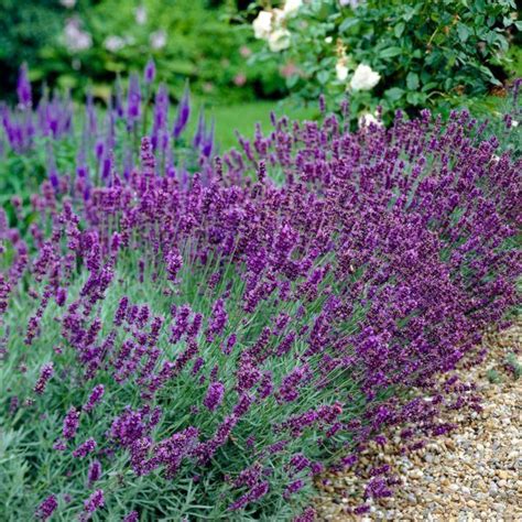 20 40cm 3x Old English Lavender Plants 9cm Pots English Lavender