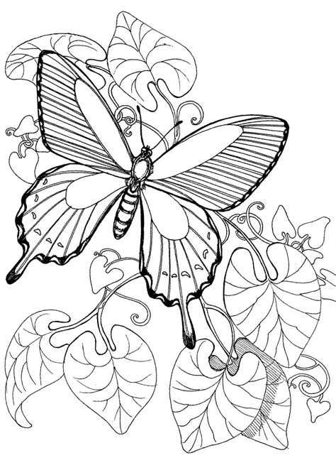 Descubrir 78 Imagen Dibujos De Mariposas Bonitas Para Colorear