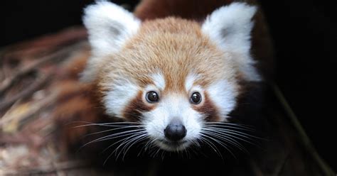Red Pandas Might Actually Be Two Species Gizmodo Australia