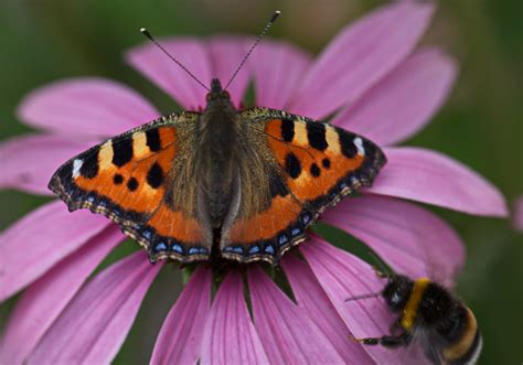 Mit einer insektentränke kannst du faltern und auch anderen insekten an sommertagen zu einem erfrischendem schluck wasser verhelfen. Schmetterling im heimischen Garten Foto & Bild ...