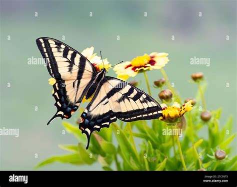 Macro Of A Western Tiger Swallowtail Butterfly Papilio Rutulus On
