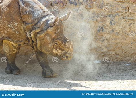 Great Rhino Shot At The Zoo Stock Image Image Of Five Built 195244467