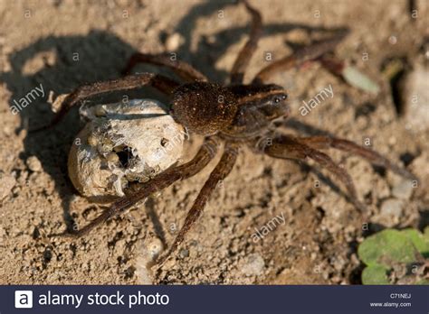 Wolf Spider Egg High Resolution Stock Photography And Images Alamy