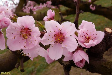 Prati verdi e alberi in fiore pennellano i nostri paesaggi regalando all. Fiori rosa fiori di pesco...... | Fiori rosa, fiori di ...