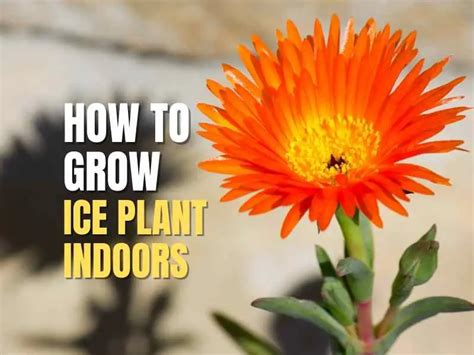 How To Grow Ice Plant Indoors Home Soils