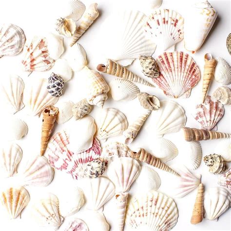 Sea Shells Mixed Beach Seashells Various Sizes Up To 2 Shells Bag