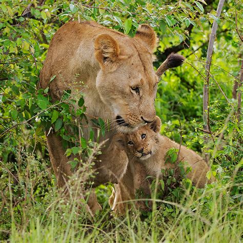 Lion Mother And Cub Sean Crane Photography