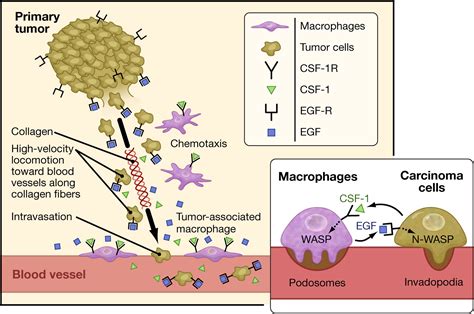 Macrophages Obligate Partners For Tumor Cell Migration Invasion And