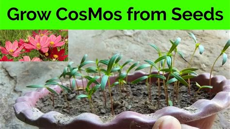 How To Grow Cosmos From Seedsgrow Cosmos Flower Plants From Seeds