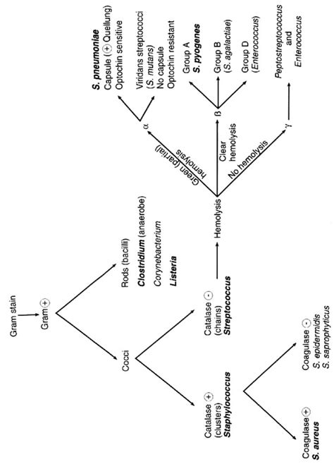 Microbiology Gram Stain Flow Chart 2019 In 2020 Flow Chart