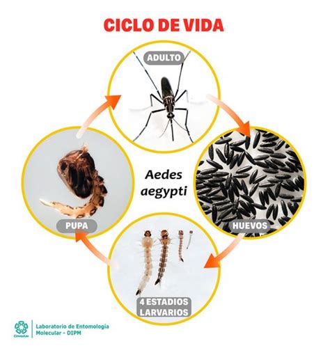 El Ciclo De Vida De Los Mosquitos Acontecimientos Sorprendentes Que