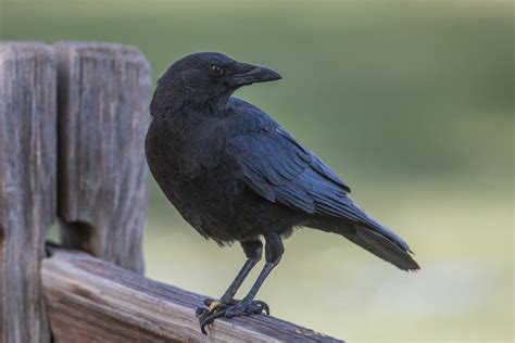 American Crow Adult Corvus Brachyrhynchos 20221028 Jcb Flickr