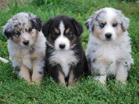 20 Australian Shepherd Puppies That Are So Adorable You Might Just
