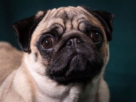 Learn what to expect when researching the price of pug puppies. Crufts 2017: New row over animal welfare as pictures of dogs with flat faces emerge | The ...