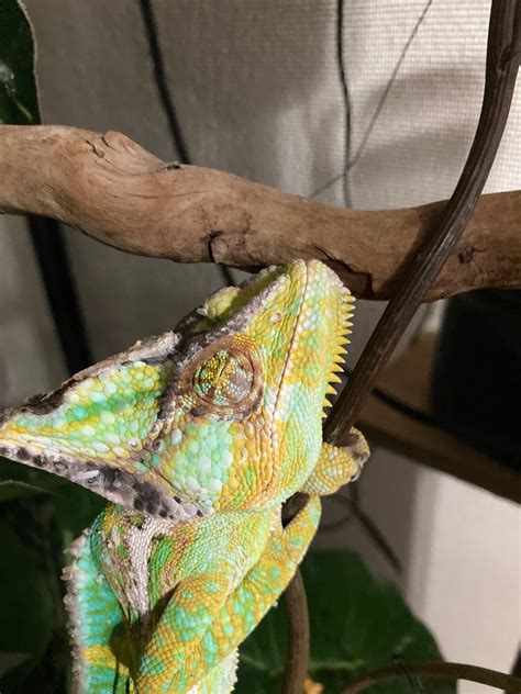My Male Veiled Chameleon Has Formed A Bump On His Nose And I Was
