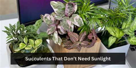 Succulents That Dont Need Sunlight Low Light Survivors