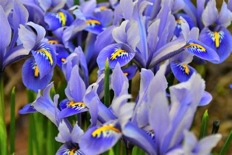 Mengenal Asal Usul Dan Arti Bunga Iris Berdasarkan Warnanya