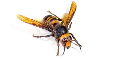 10 Incredible Asian Giant Hornet Facts Az Animals