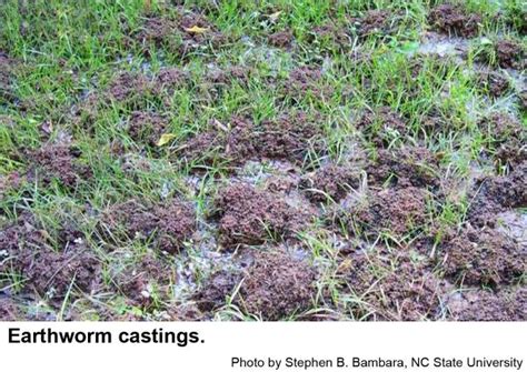 Earthworms In Turf Nc State Extension Publications