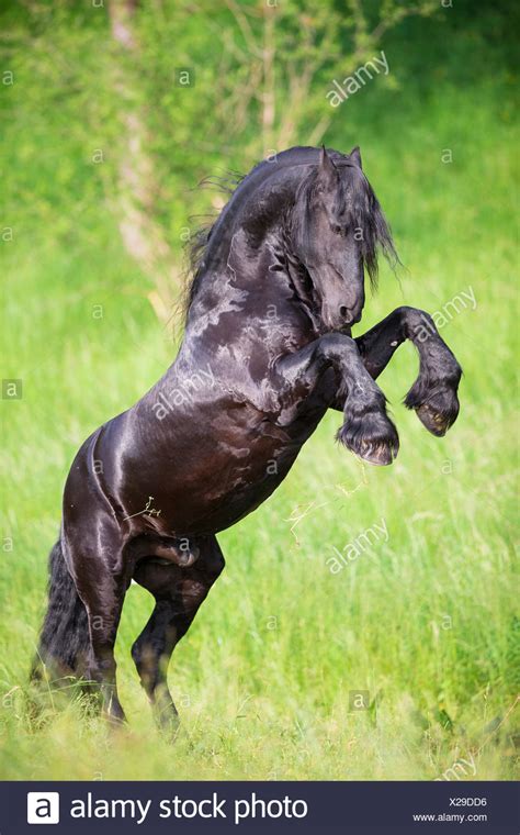 Friesian Horse Rearing High Resolution Stock Photography And Images Alamy