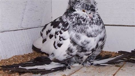 9 Bizarre And Beautiful Fancy Pigeons Mental Floss