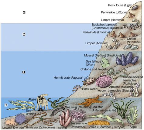 Intertidal Zone Animals Labeled Ocean Science Earth Science
