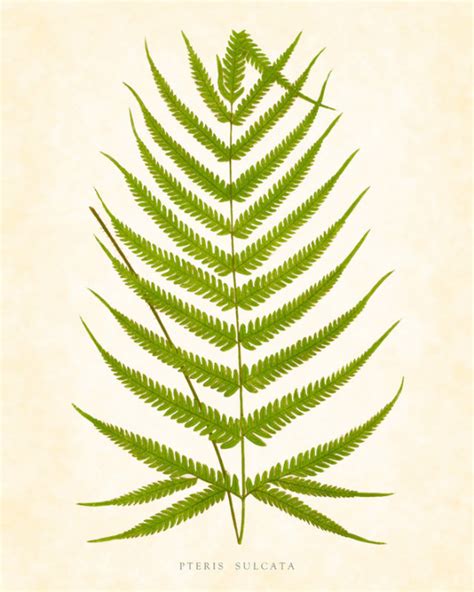 Fern Clip Art Clipart Best