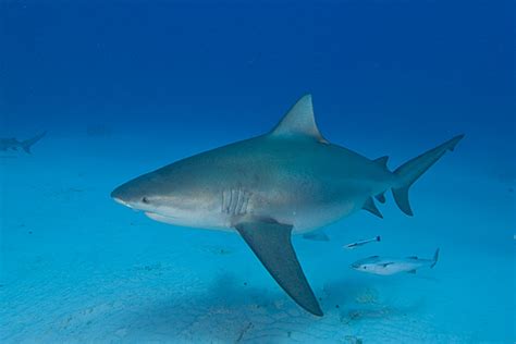 Bull Sharks Facts And Latest Photographs The Wildlife