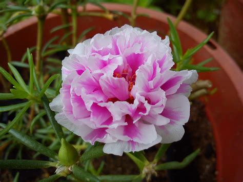 Download bunga ros mp3 download gratis mudah dan cepat di lagump3. a place called home: Rose Jepun ( Bunga pukul 10 )