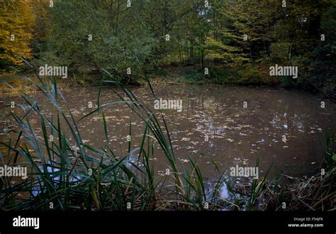 Pond In The Woods Stock Photo Alamy