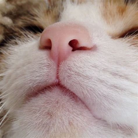 Cat Nose Cuteness Cats Cat Nose Feline