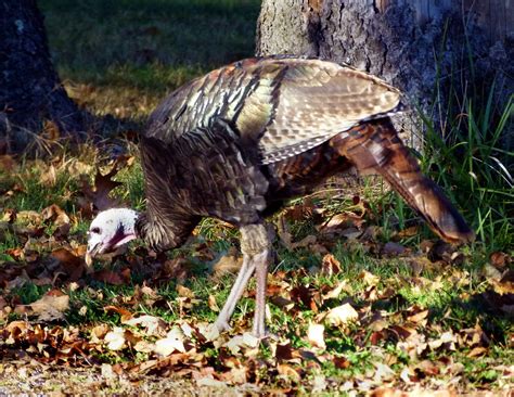 Male Vs Female Turkeys How To Tell The Difference Huntingsage