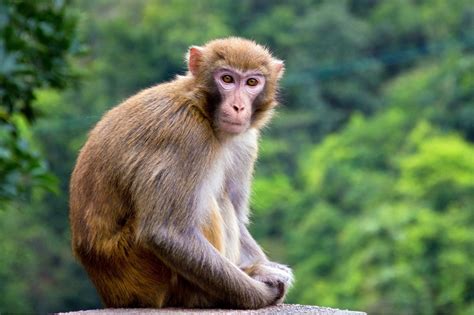 Monkey Facts Types Lifespan Classification Habitat Pictures