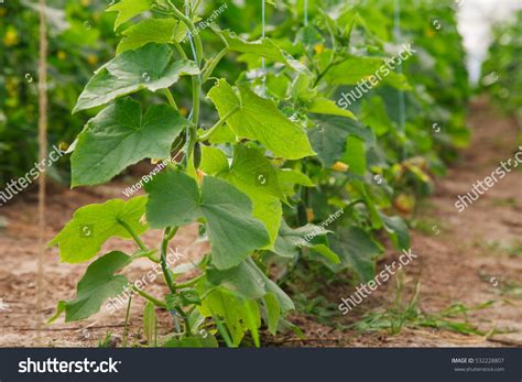 Growing Cucumber Greenhouse Stock Photo 532228807 Shutterstock