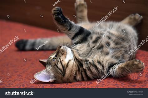 Contented Tabby Cat Lying Upside Down Stock Photo 1725500191 Shutterstock