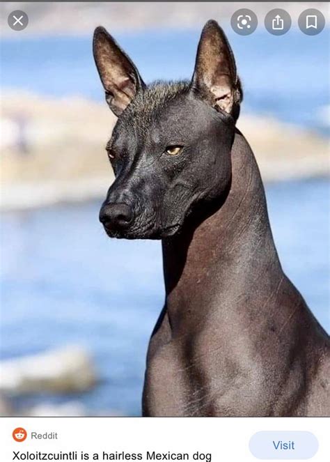 What Were Egyptian Dogs Called