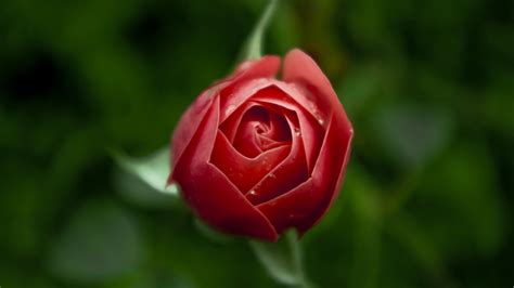 Wallpaper Id 24938 Rose Flower Bud Blur 4k Free Download