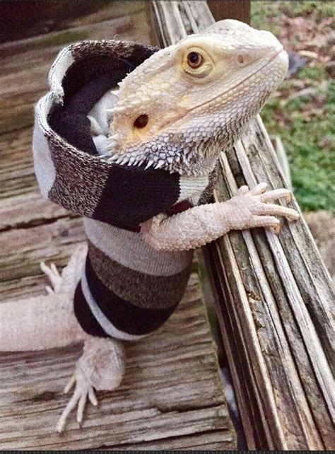 How To Make Clothes For Bearded Dragons Alexandra Lakeland