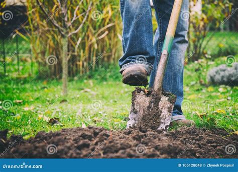 Man Digging With Spade In Garden Royalty Free Stock Image